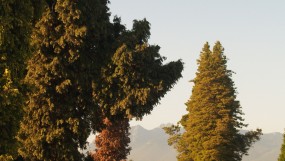 Mountainview 1