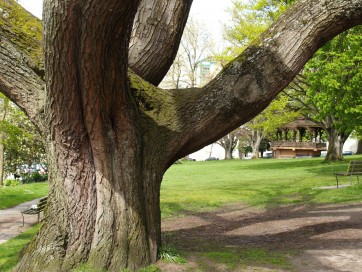 Alexandra Park - P9158396